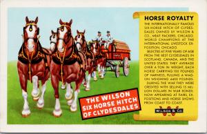 Wilson & Co Advertising Clydesdales Horses Wagon UNUSED Advert Postcard D95