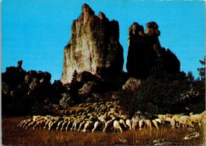 France Aveyron Causse Noir Sheep Grazing