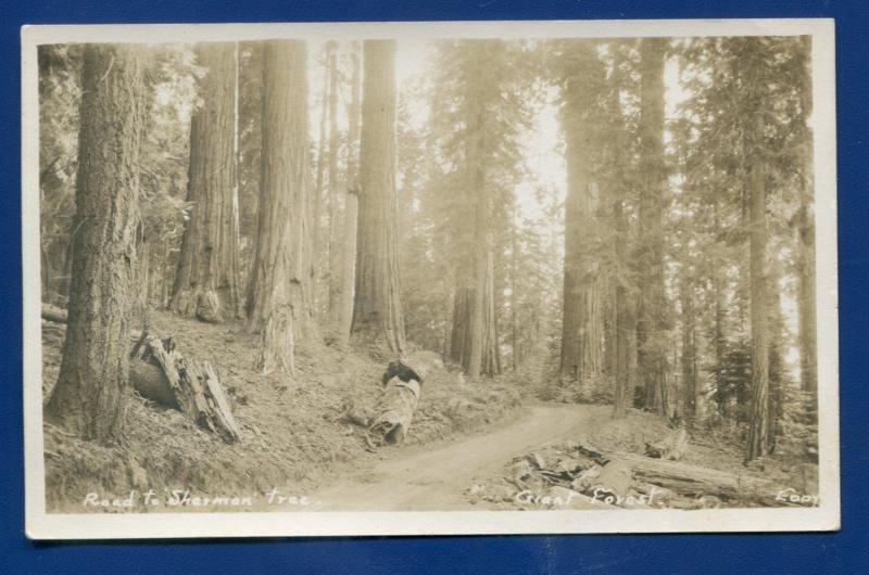 Road to Sherman Tree Giant Forest Sequoia California ca real photo postcard RPPC