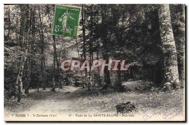 Postcard Old Foret de la Sainte Baume Undergrowth