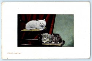 CATS & KITTENS Embossed Sweet Content 1908 Wildt & Kray Postcard