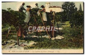 Old Postcard picking flowers & # 39oranger Cote d & # 39Azur