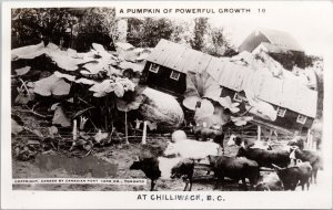 Chilliwack BC Exaggerated Pumpkin of Powerful Growth Cattle RPPC Postcard H54