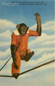  FL, Sarasota, Florida, Ringling Brothers, Winter Quarters, Monkey, Greetings