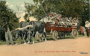 1913 Ox Team Brookside Park Cleveland Ohio postcard 5234
