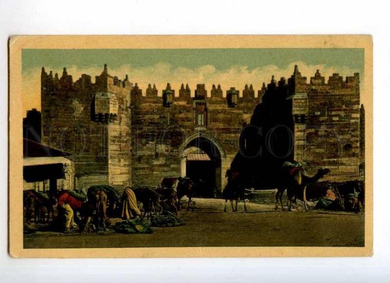 247174 JERUSALEM CAMELS Vintage postcard