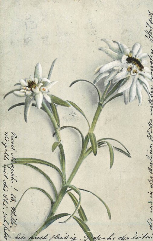 Mountaineering Austria Alpine flora mountain Edelweiss plant 1904