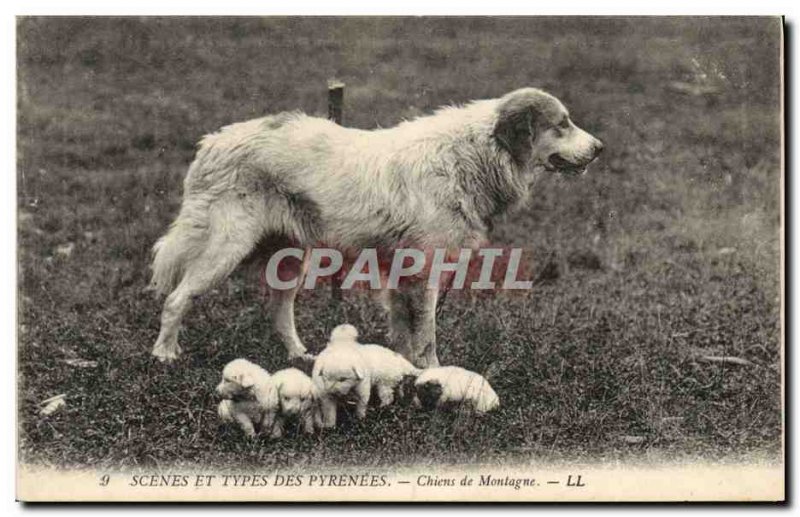 Old Postcard Pyrenees Mountain Dogs Dog