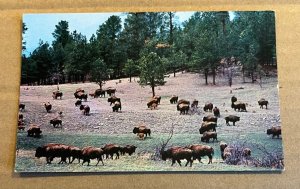 UNUSED POSTCARD - BUFFALOES IN CUSTER STATE PARK, BLACK HILLS, SOUTH DAKOTA