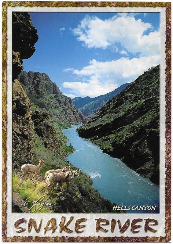 Hells Canyon & Snake River & Wild Mountain Sheep Idaho 7 Oregon Border 4 by 6
