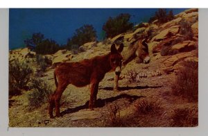 Burros - Sweethearts of the Desert