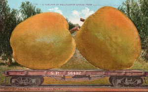 13069 Exaggeration: A Carload of Bellflower Apples 1910