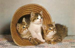 Two nice American cats postcards