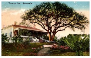 Bermuda  Tamarind Tree