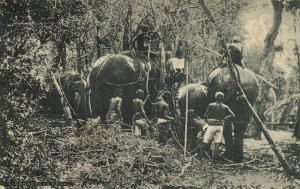 PC CPA SRI LANKA, CEYLON, ELEPHANTS IN KRAAL, Vintage Postcard (b13635)