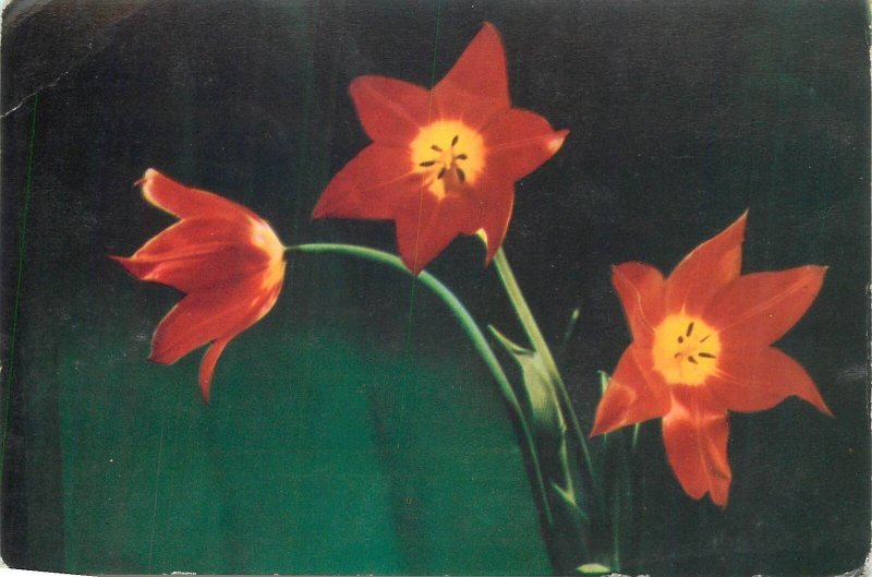 Postcard Amaryllis flower and plant types still life photography 
