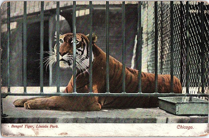 Postcard ZOO SCENE Chicago Illinois IL AI4302