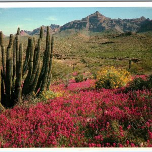 c1970s Pub. Phoenix, AZ Organ Pipe Cactus Monument Frameable 4x6 PC R Manley M10