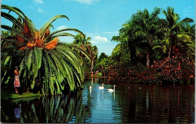 White Swans Glide Tropical Florida Lake Fl Postcard Curteich VTG UNP Vintage 