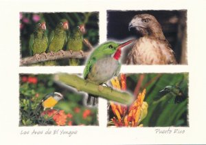 Colorful Birds of the El Yunque Rain Forest - Puerto Rico