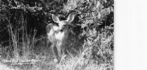 BLACK TAIL SPOTTED FAWN RPPC REAL PHOTO POSTCARD