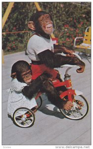 Me and My Shadow, Chimpanzee, Monkey Jungle, South of Miami, Florida, PU-1971