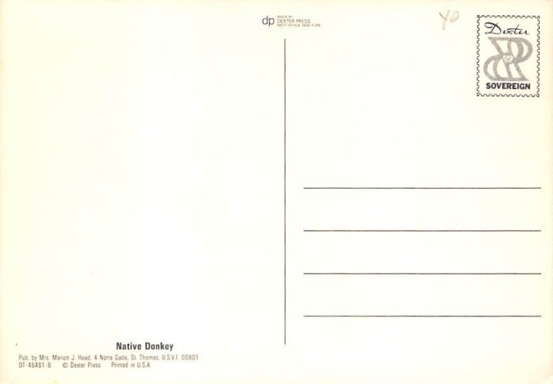 Native Donkey Saint Thomas Virgin Islands Postcard