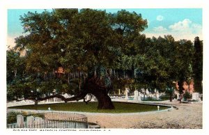 Postcard CEMETERY SCENE Charleston South Carolina SC AQ7703