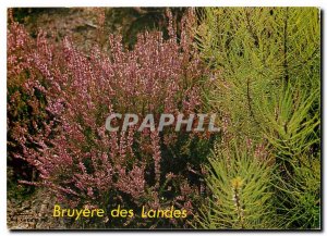 Postcard Modern Face Landes Bruyeres Bouquet