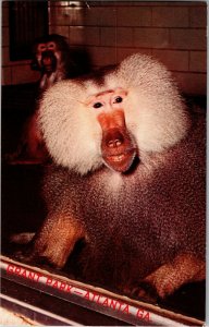 Baboon in Grant Park Zoo, Atlanta GA Vintage Postcard A64