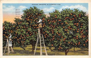 Picking Oranges Florida, USA Fruit Assorted 193 