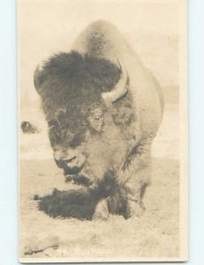 1920's rppc DETAILED CLOSE-UP VIEW OF BUFFALO Banff Alberta AB HM4274