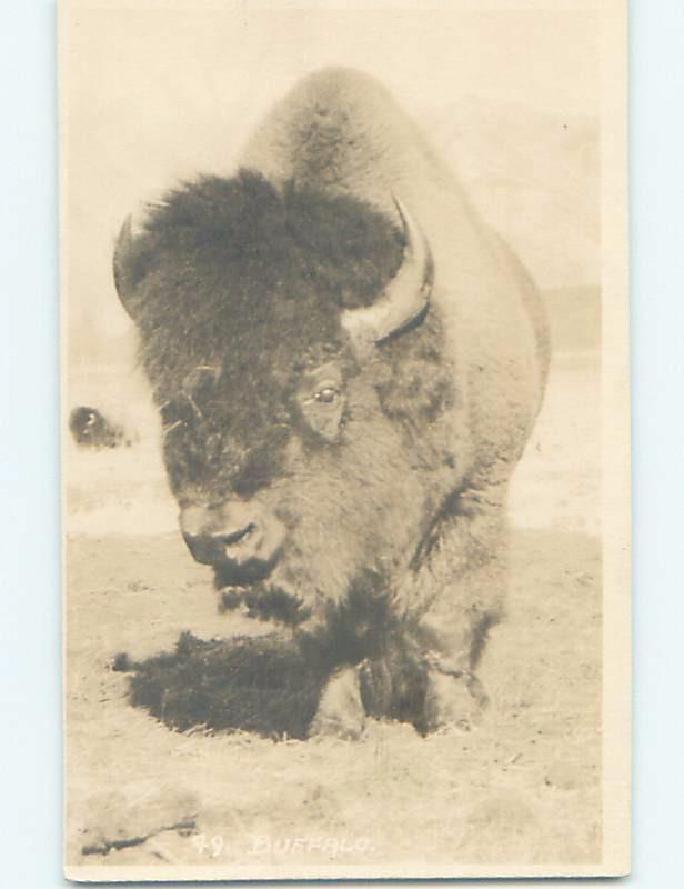 1920's rppc DETAILED CLOSE-UP VIEW OF BUFFALO Banff Alberta AB HM4274