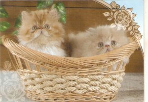 Two fluffy kittens in a basket Nice modern PC. Continental size