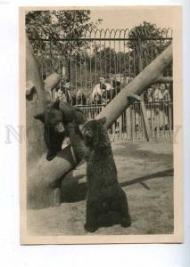 199464 RUSSIA Leningrad ZOO brown bears old postcard