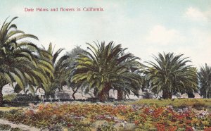 CALIFORNIA, 1900-1910s; Date Palms And Flowers 
