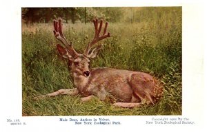 Mule Deer  , Antlers in Velvet