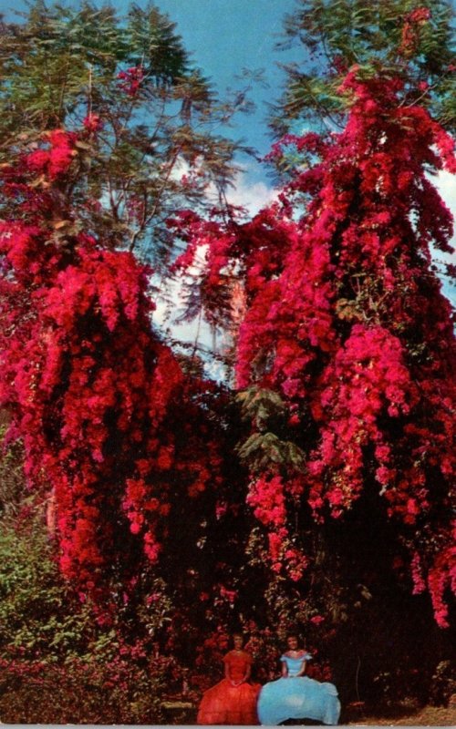 Florida Cypress Gardens Beautiful Rosea Bougainvillea