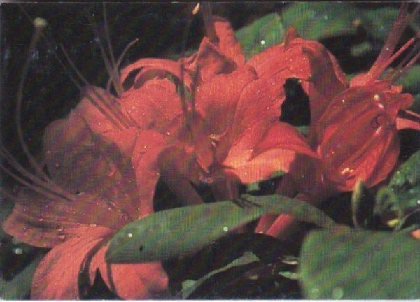 Flowers Callaway Gardens Prunifolia Azalea Pine Mountain Georgia