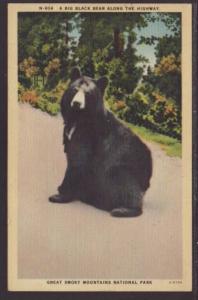 Black Bear Along the Highway,Smoky Mountains Postcard 