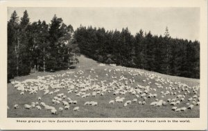 New Zealand NZ Sheep Grazing Lambs Pasturelands Unused Litho Postcard G71