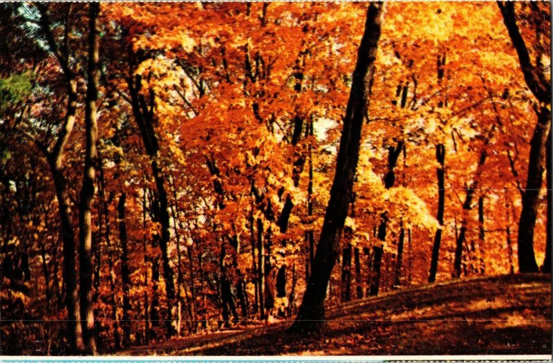 Fall Colors Autumn Leaves Trail Woods Forest Outdoor Effigy Mounds Postcard VTG 