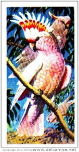 Brooke Bond Trade Card Tropical Birds No 45 Leadbeater's Cockatoo