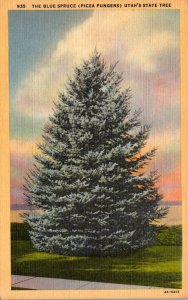 Trees The Blue Spruce Utah's State Tree Curteich