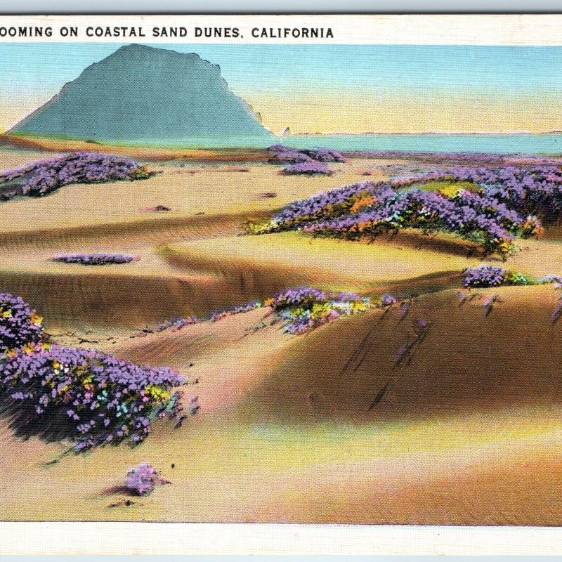 c1930s Los Angeles, Beach Sand Dunes, Cali. Verbena Flower Blooming Tichnor A203