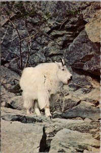 Mountain Goat in Alaska Postcard PC476