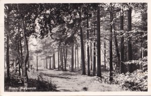 Bosgezicht Forest Baarn Dutch Real Photo Postcard