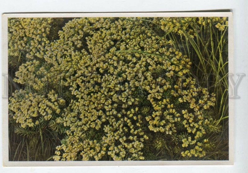 428016 Flower Euphorbia cyparissias Sammelwerk Tobacco Card w/ ADVERTISING