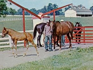 Calumet Farm Kentucky Horse Farm Man With Horses Vintage Postcard unposted