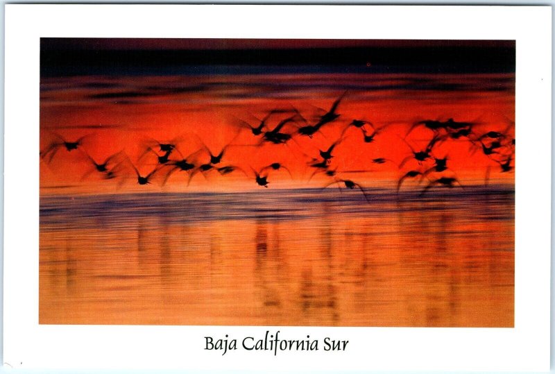 c1980s Magdalena Bay, Mexico, Baja California Sur Bird Island Sunset Chrome M18